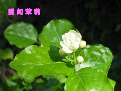 六年级语文上册湘教版教学二8.爱之链(课堂教学课件-2)爱之链