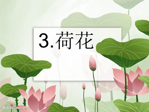 《荷花》PPT课件