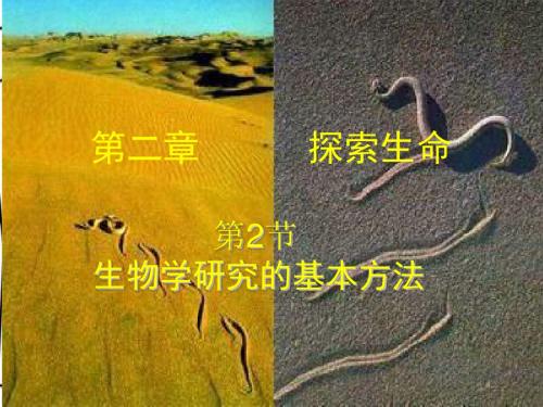 第二章       探索生命    响尾蛇