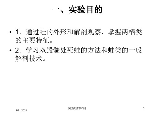 实验蛙的解剖课件