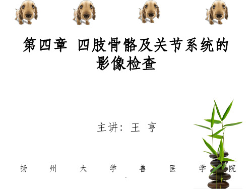 第四章 四肢骨骼及关节系统的精选ppt