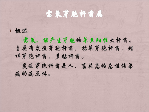 需氧芽胞杆菌属