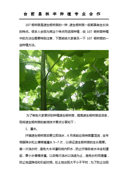 怎样种植107杨树苗