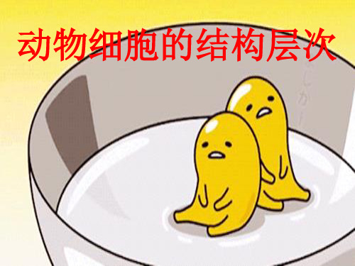 人教版七年级生物上册第二单元第二章 第二节 动物体的结构层次(共17张ppt)