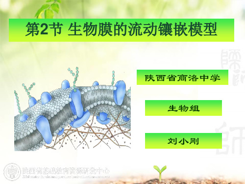 4.2生物膜的流动镶嵌模型