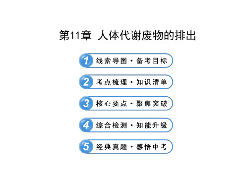 第11章 - -初中七年级生物课件