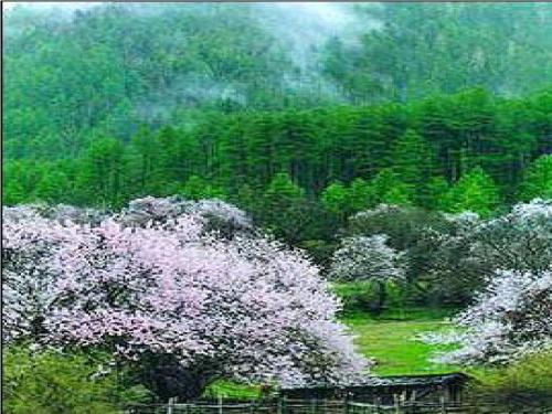 15_桃林那间小木屋 (1)