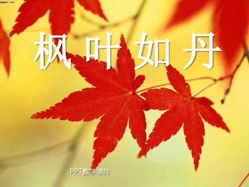 枫叶如丹(北师大版五年级语文上册)精品课件