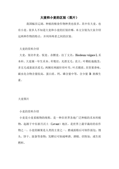 大麦和小麦的区别(图片).doc