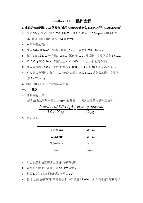 Southern Blot操作流程
