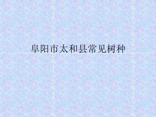 安徽省阜阳市太和县常见树种最全统计