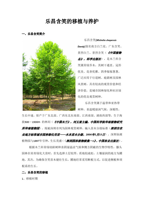 乐昌含笑的养护说明