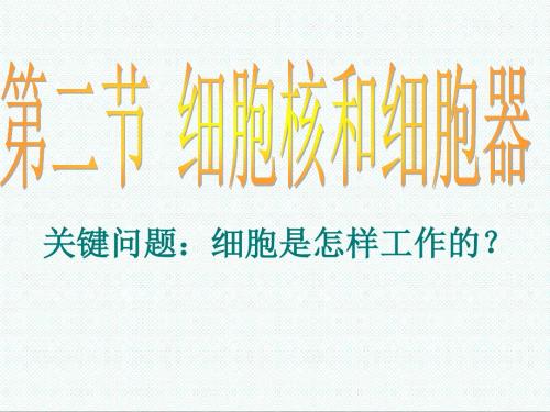 高一生物课件-沪科版高一生命科学3.2《细胞核和细胞器