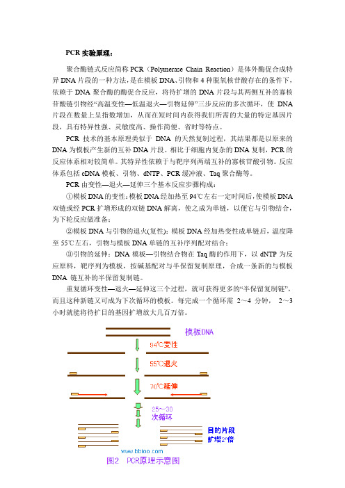 PCR、Western blot、免疫组化(实验原理)