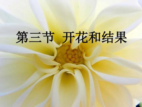 __开花和结果用_xin