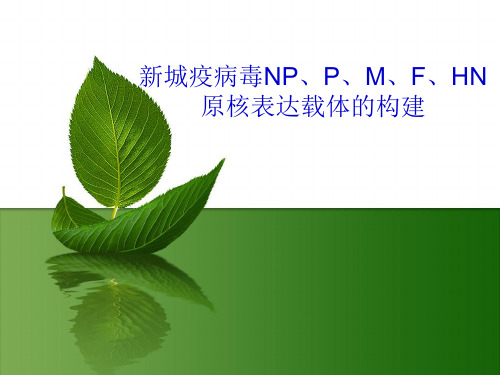 原核表达载体的构建