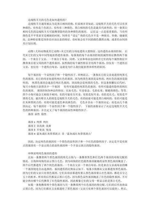 边境牧羊犬的毛色是如何遗传的？