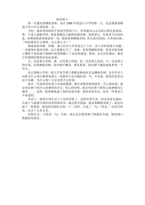 银杏树下