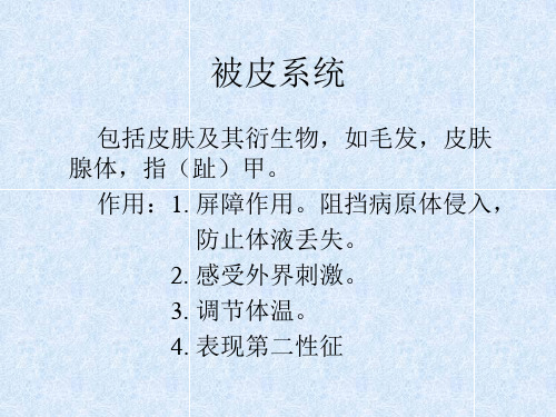 被皮系统