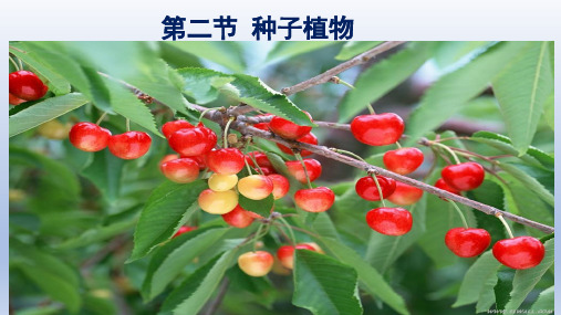 (人教版)七年级上学期同步教学课件：3.1.2 种子植物
