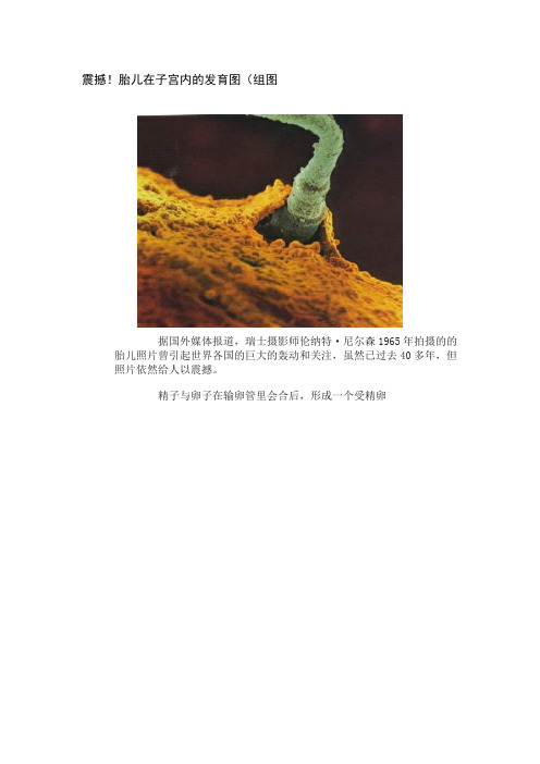 震撼!胎儿在子宫内的发育图(组图