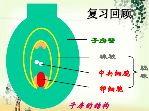 【一线精品】  果实和种子的形成9   最新优秀公开PPT课件