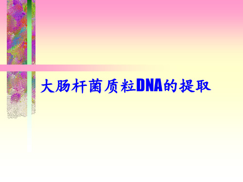大肠杆菌质粒DNA的提取