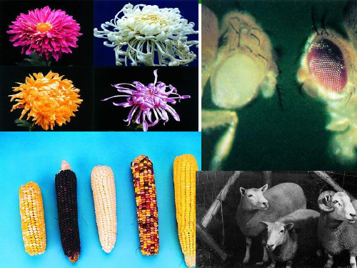 苏教版生物的变异PPT精品课件1