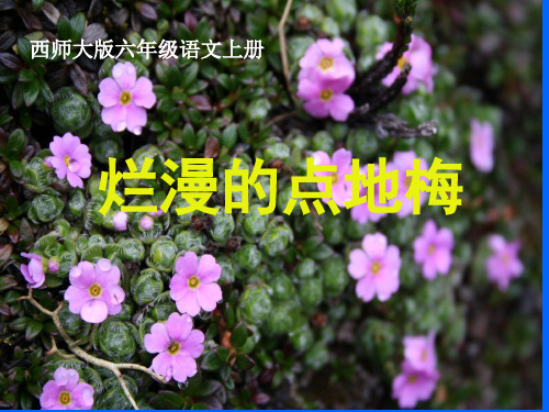 六年级上册语文课件-3.9 烂漫的点地梅｜西师大版 (共13张PPT)