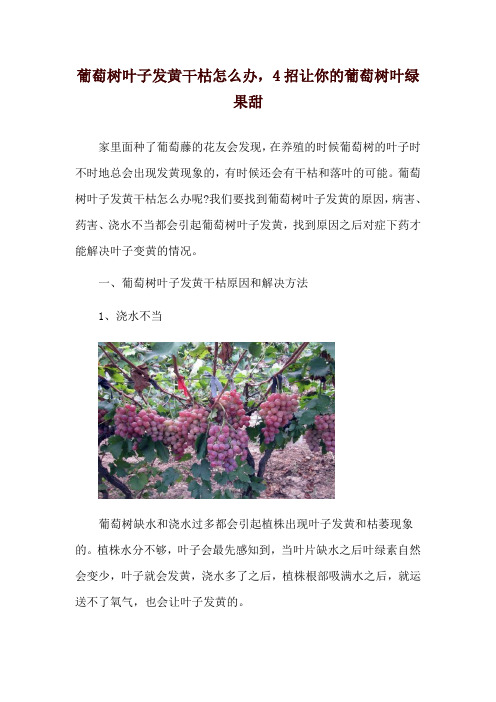 葡萄树叶子发黄干枯怎么办,4招让你的葡萄树叶绿果甜