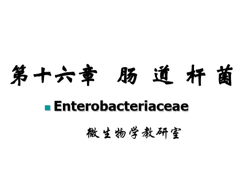 16肠道杆菌