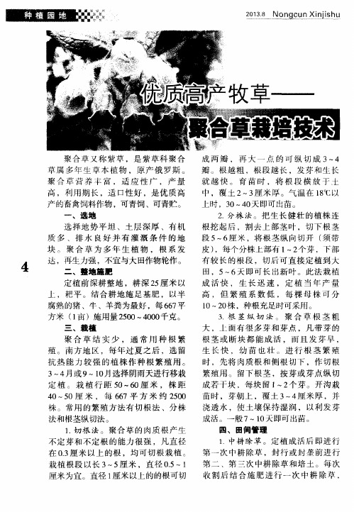 优质高产牧草——聚合草栽培技术