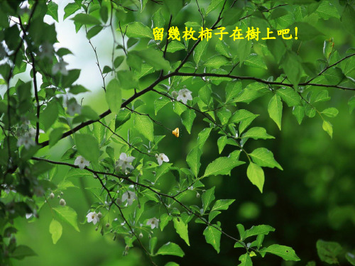 留几个柿子在树上