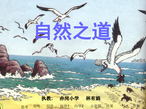 小学四年级语文下册ppt课件-自然之道1
