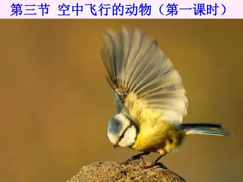 空中飞行的动物PPT课件12 人教版