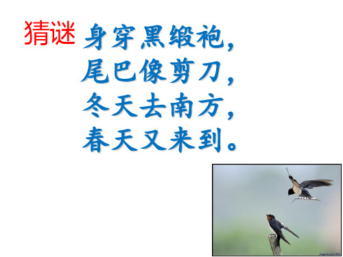 习作5--给动物设计名片