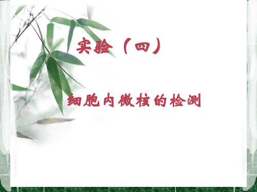 微核的检测