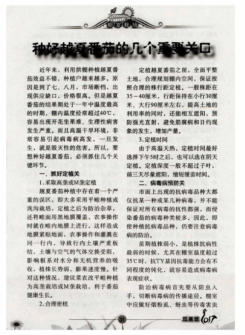 种好越夏番茄的几个重要关口