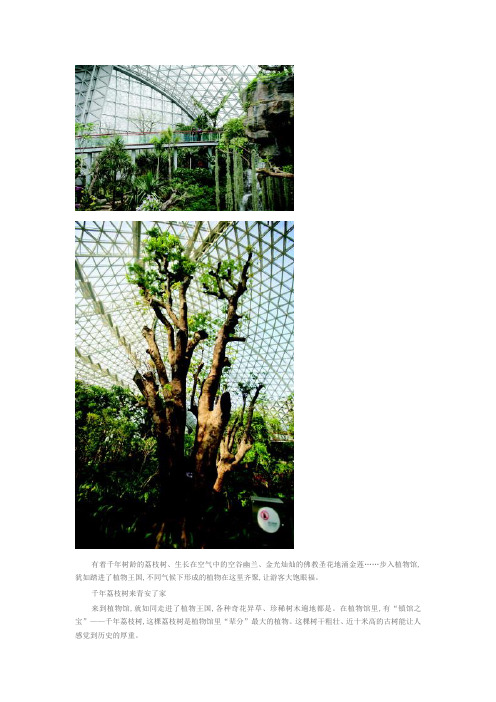 最毒树见血封喉 荔枝树有千岁
