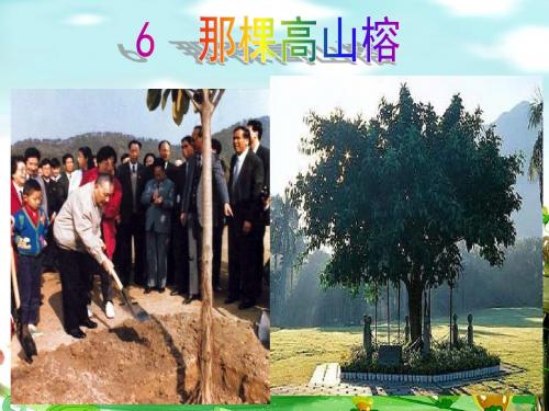 6那棵高山榕