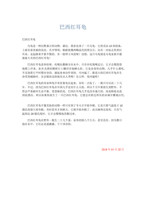 小学说明文 巴西红耳龟-精品