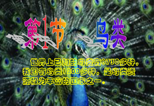 苏科版生物七年级下册第12章 空中的生物 第1节 鸟类 课件