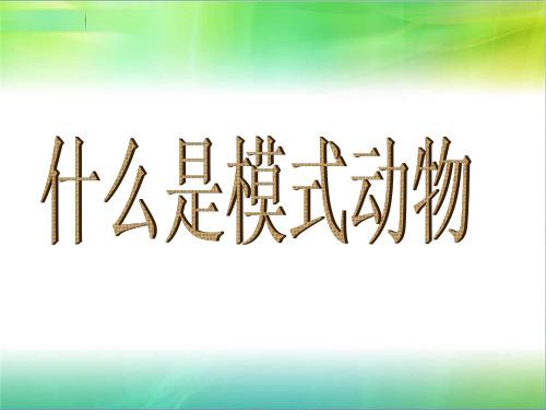 模式动物