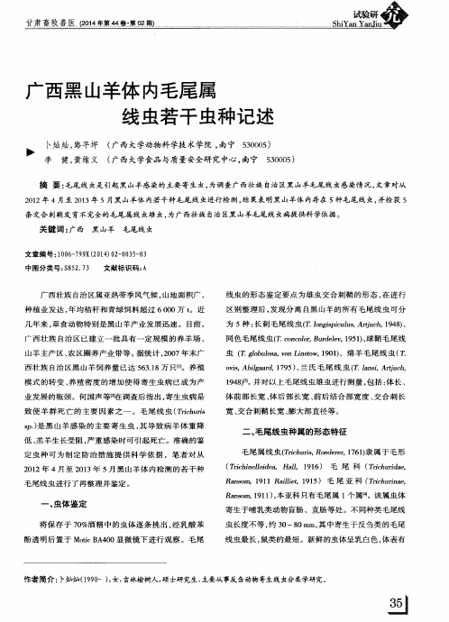 广西黑山羊体内毛尾属线虫若干虫种记述