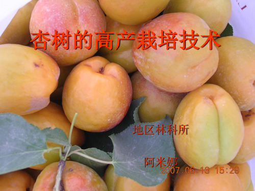 杏树的高产栽培技