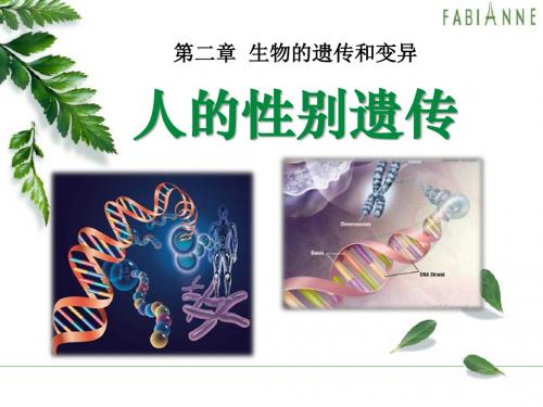 《人的性别遗传》生物的遗传和变异精品ppt课件4