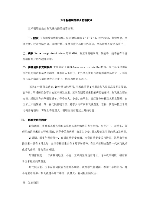 玉米粗缩病ye