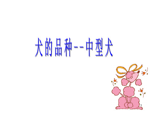 犬的品种(中型犬)幻灯片