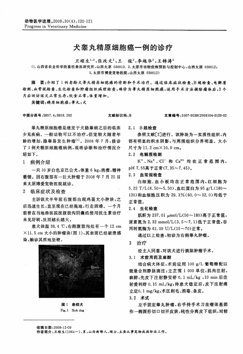 犬睾丸精原细胞癌一例的诊疗