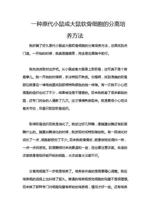 一种原代小鼠或大鼠软骨细胞的分离培养方法